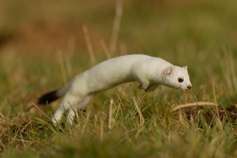 Adorable-Stoat-Slender Hilarious Stoat Pictures