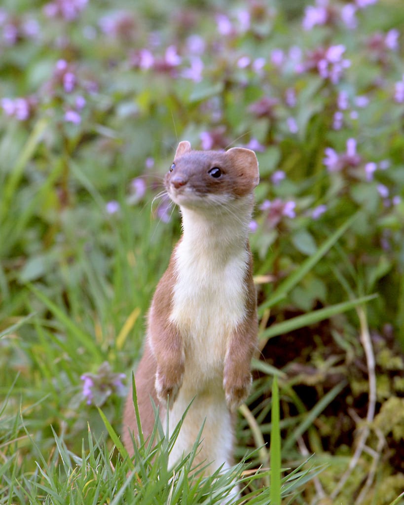 Adorable-Stoat-Stand Stoat Pictures Best