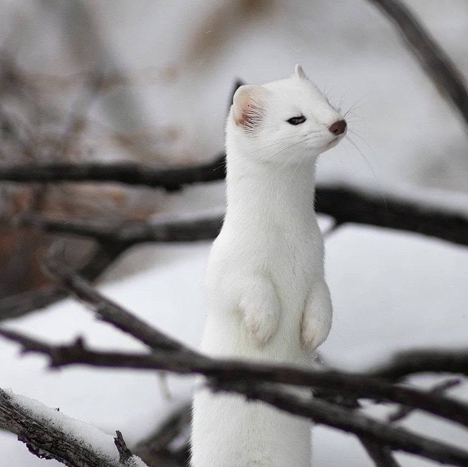 Adorable-Stoat-Suspicious Relatable Stoat Pictures