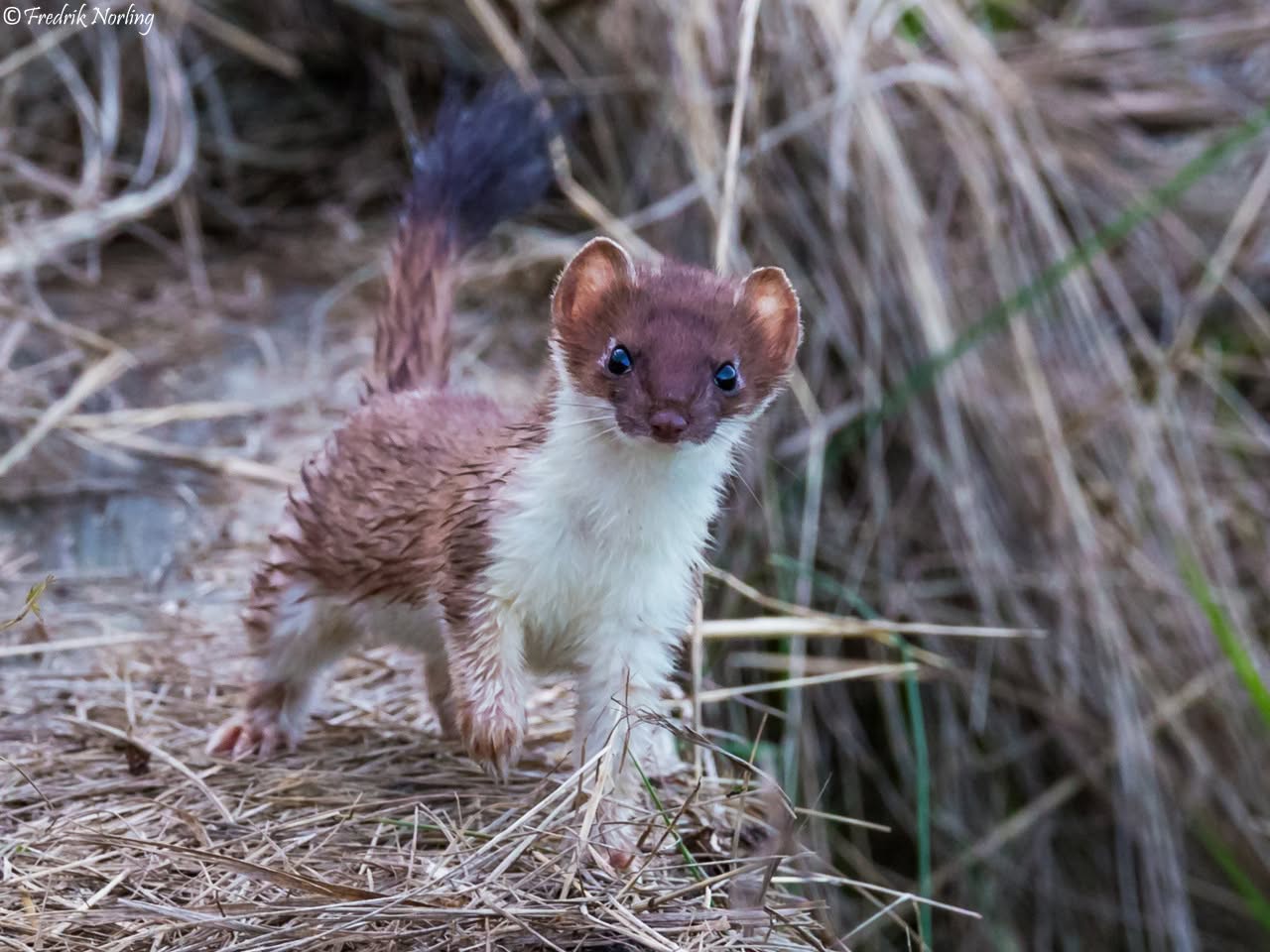 Adorable-Stoat-Wet-2 Stoat Pictures Relatable