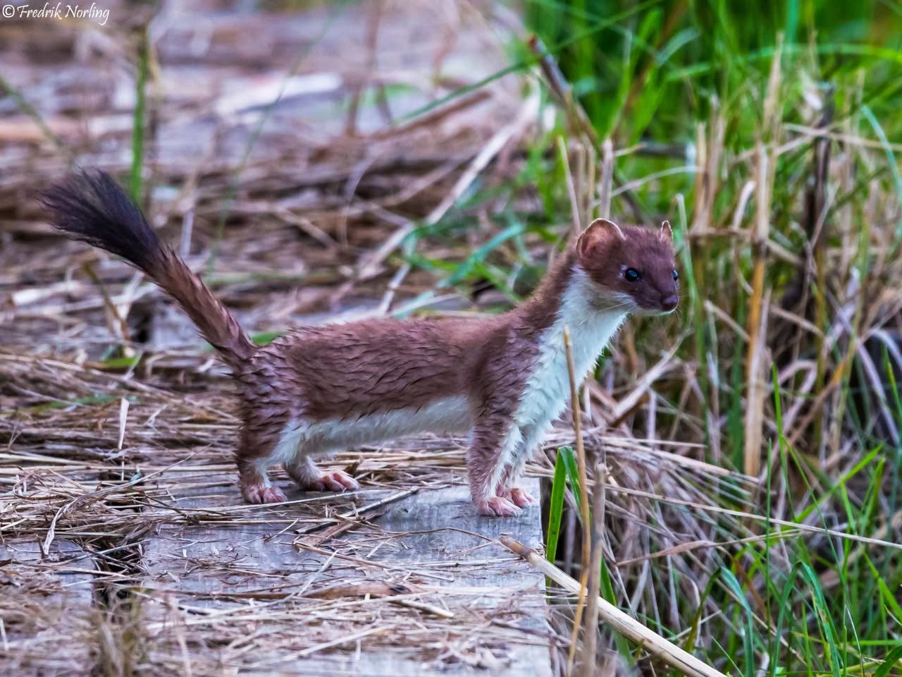 Adorable-Stoat-Wet Shareable Stoat Pictures