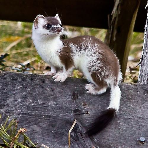 Adorable-Stoat-White-Brown Stoat Pictures