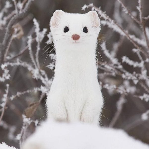 Adorable-Stoat-Winter Stoat Pictures