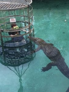 Croc Amazing Posts About Animals