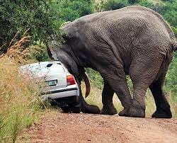 Images (1) 20 Amazing Posts About Animals Close Encounters