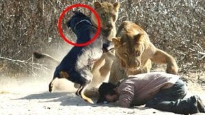 20 Amazing Posts About Animals Close Encounters