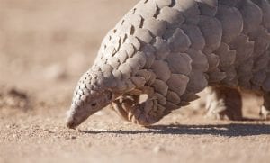 Section-104_980 Bizarre Animals