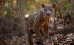 Section-104_990 Bizarre Animals