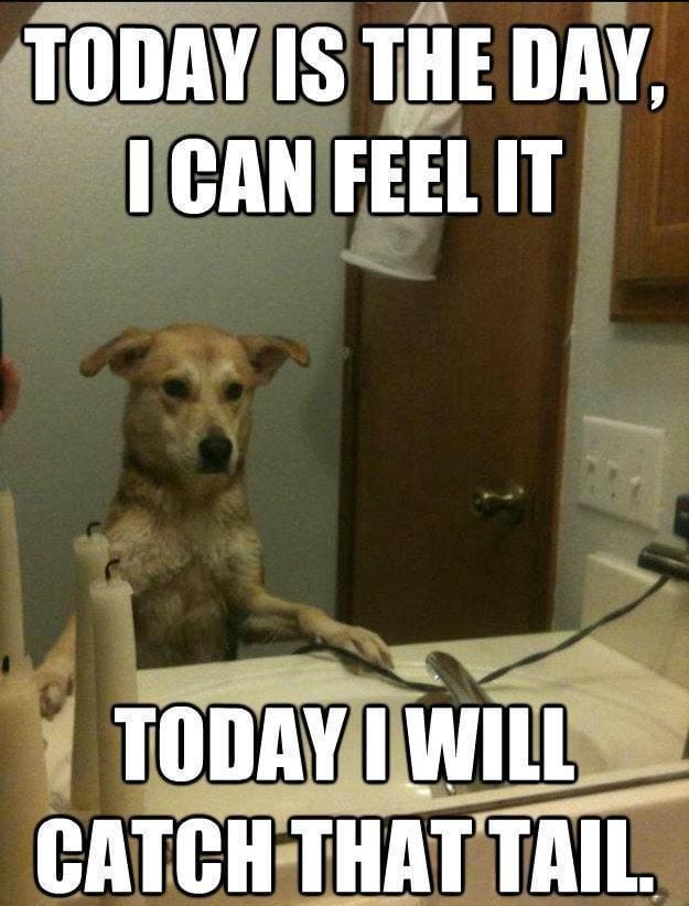 20 Hilarious Pet Memes For Animal Lovers 