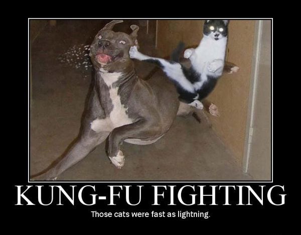 20 Hilarious Pet Memes For Animal Lovers 