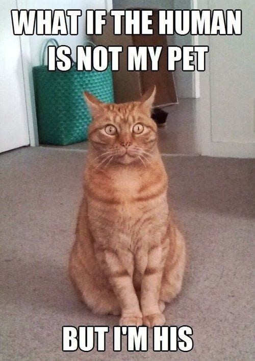 20 Hilarious Pet Memes For Animal Lovers 