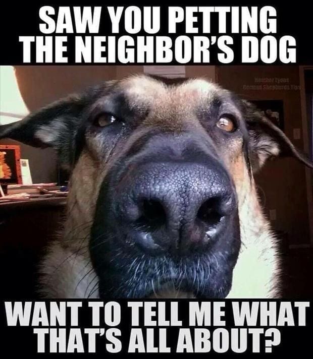 20 Hilarious Pet Memes For Animal Lovers