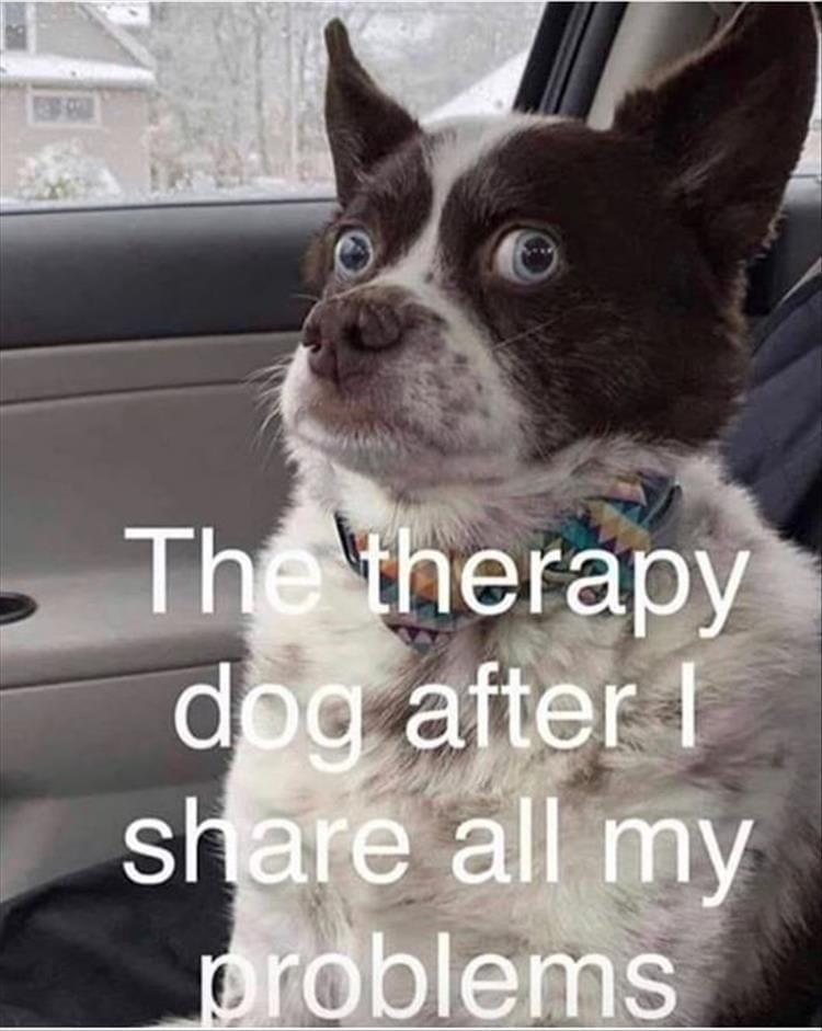 20 Cute And Funny Animal Memes You Must See