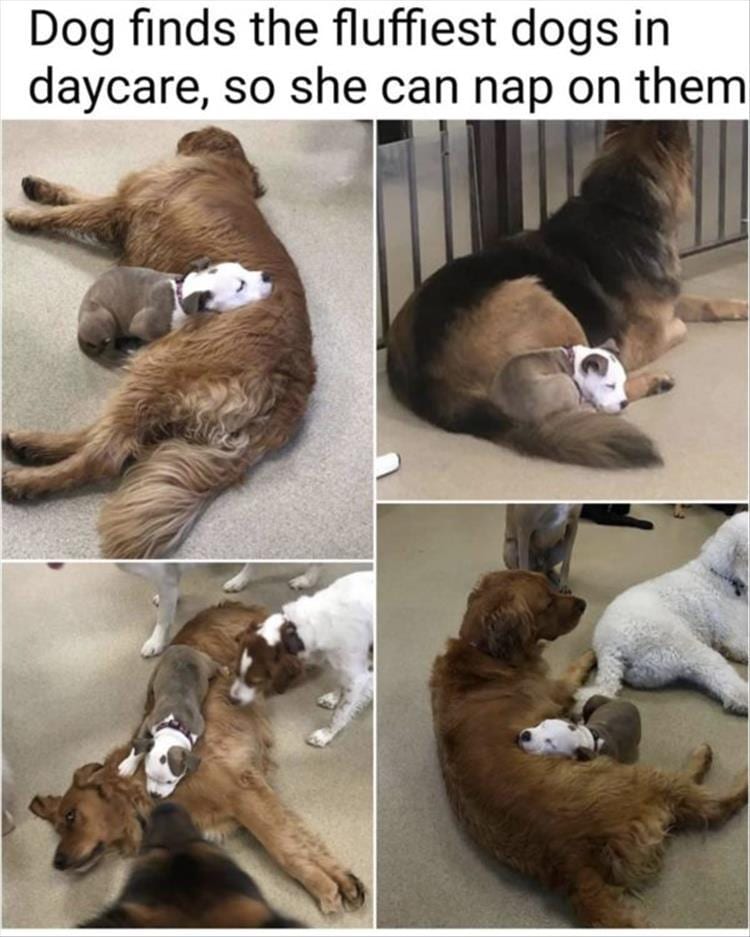 20 Cute And Funny Animal Memes You Must See
