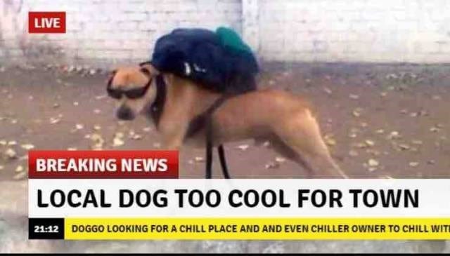15 Funny News Memes That Will Leave You Scratching Your Head