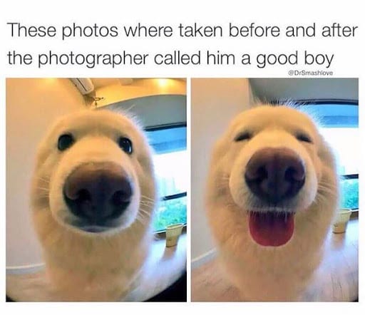 15 Of The Cutest Smiling Dog Pictures You Must See 