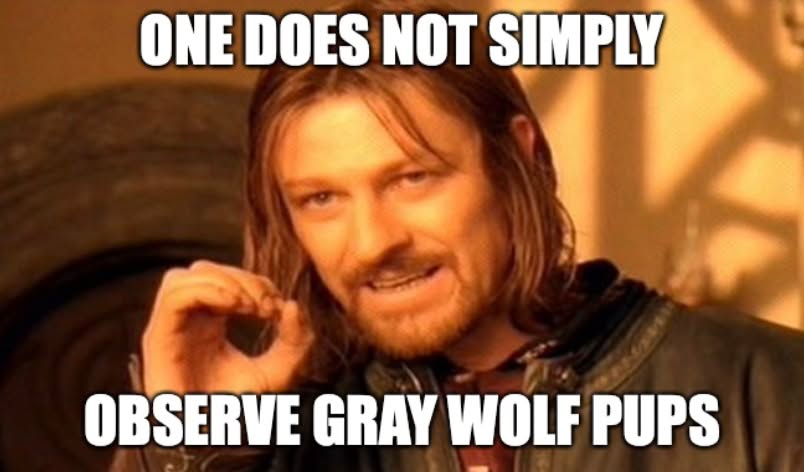 Colorado Officials Observe Gray Wolf Pups Meme