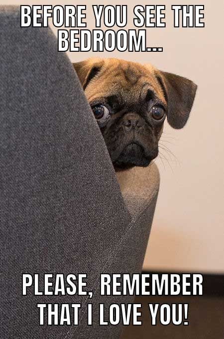 20 Cute And Funny Dog Memes For Pet Lovers