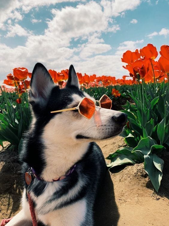 20 Of The Funniest Summer Holiday Pet Pictures