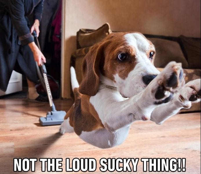 20 Cute And Funny Dog Memes For Pet Lovers