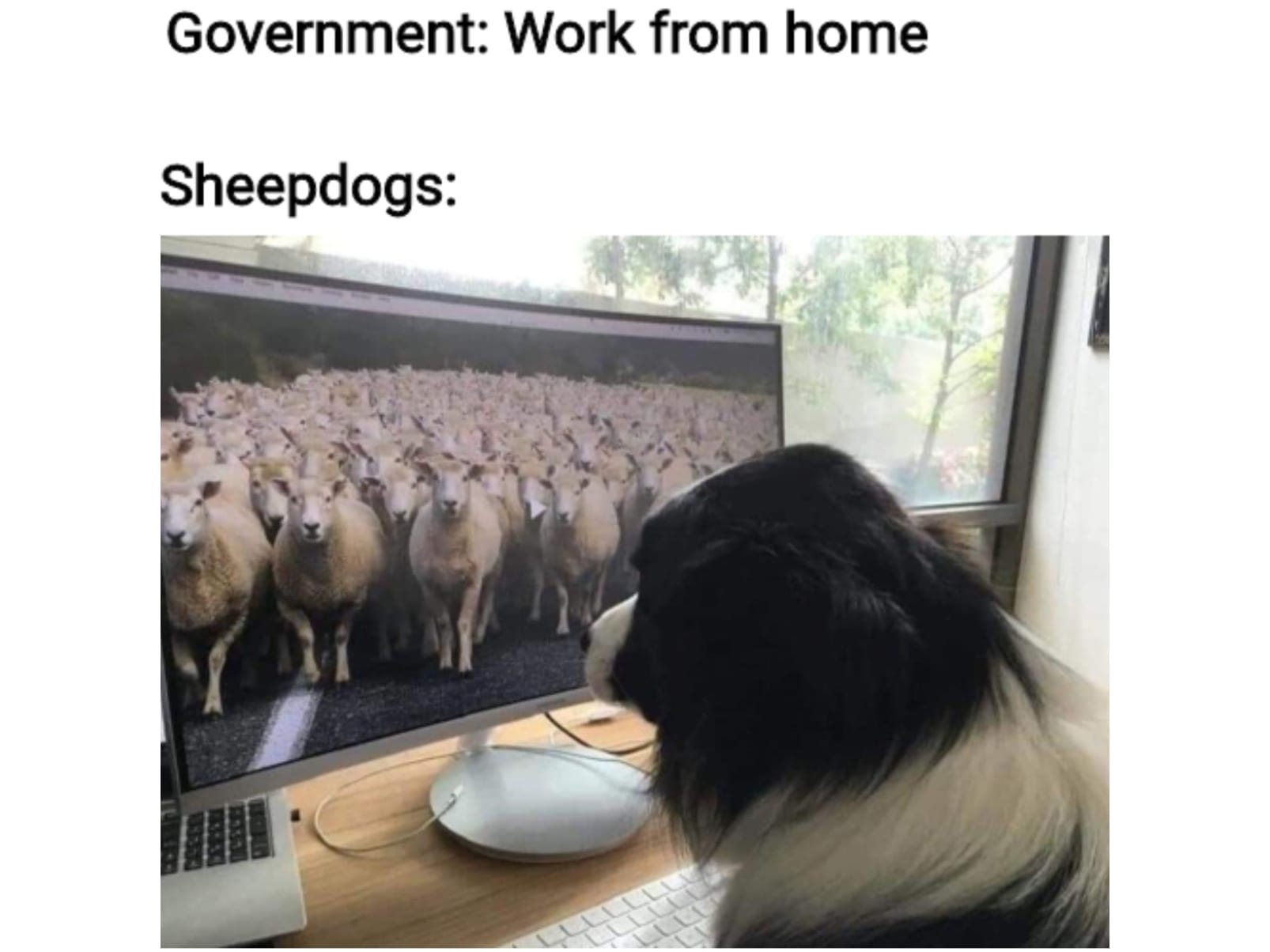 15 Extremely Funny Pet Memes To Improve Your Day