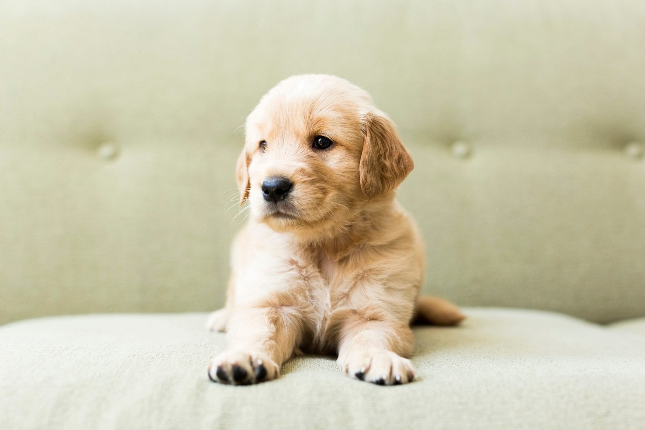 30 Of The Cutest Dogs To Brighten Up Your Day