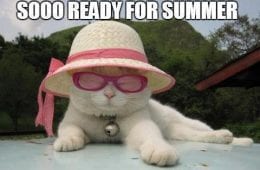 20 Of The Funniest Summer Holiday Pet Pictures