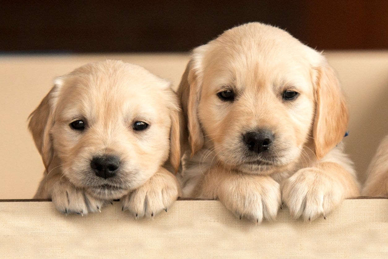 30 Of The Cutest Dogs To Brighten Up Your Day