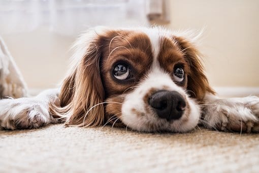 30 Of The Cutest Dogs To Brighten Up Your Day