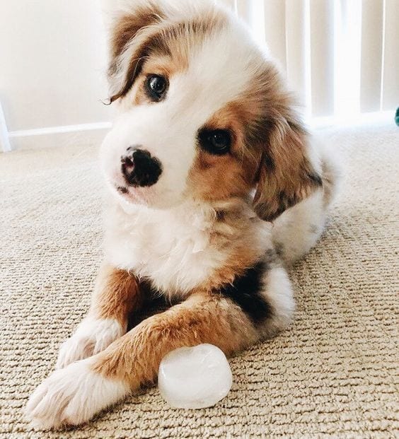 30 Of The Cutest Dogs To Brighten Up Your Day