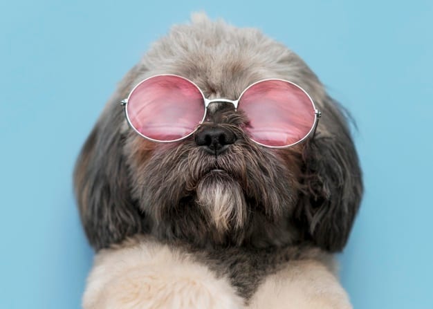 30 Of The Cutest Dogs To Brighten Up Your Day