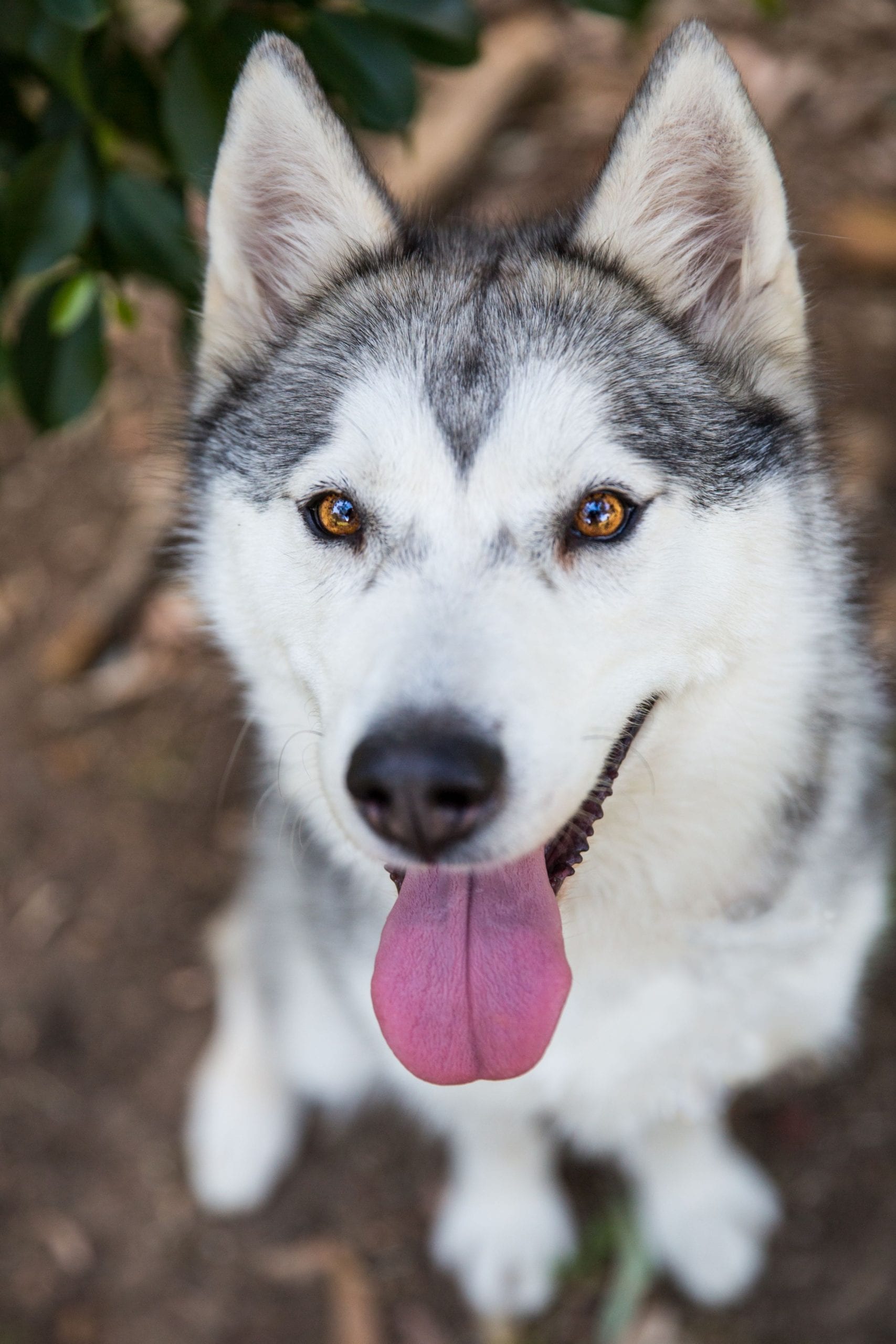 30 Of The Cutest Dogs To Brighten Up Your Day