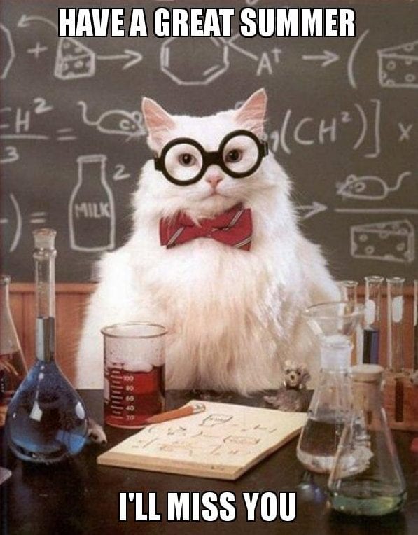 20 Cute Summer Cat Pictures To Share With Friends