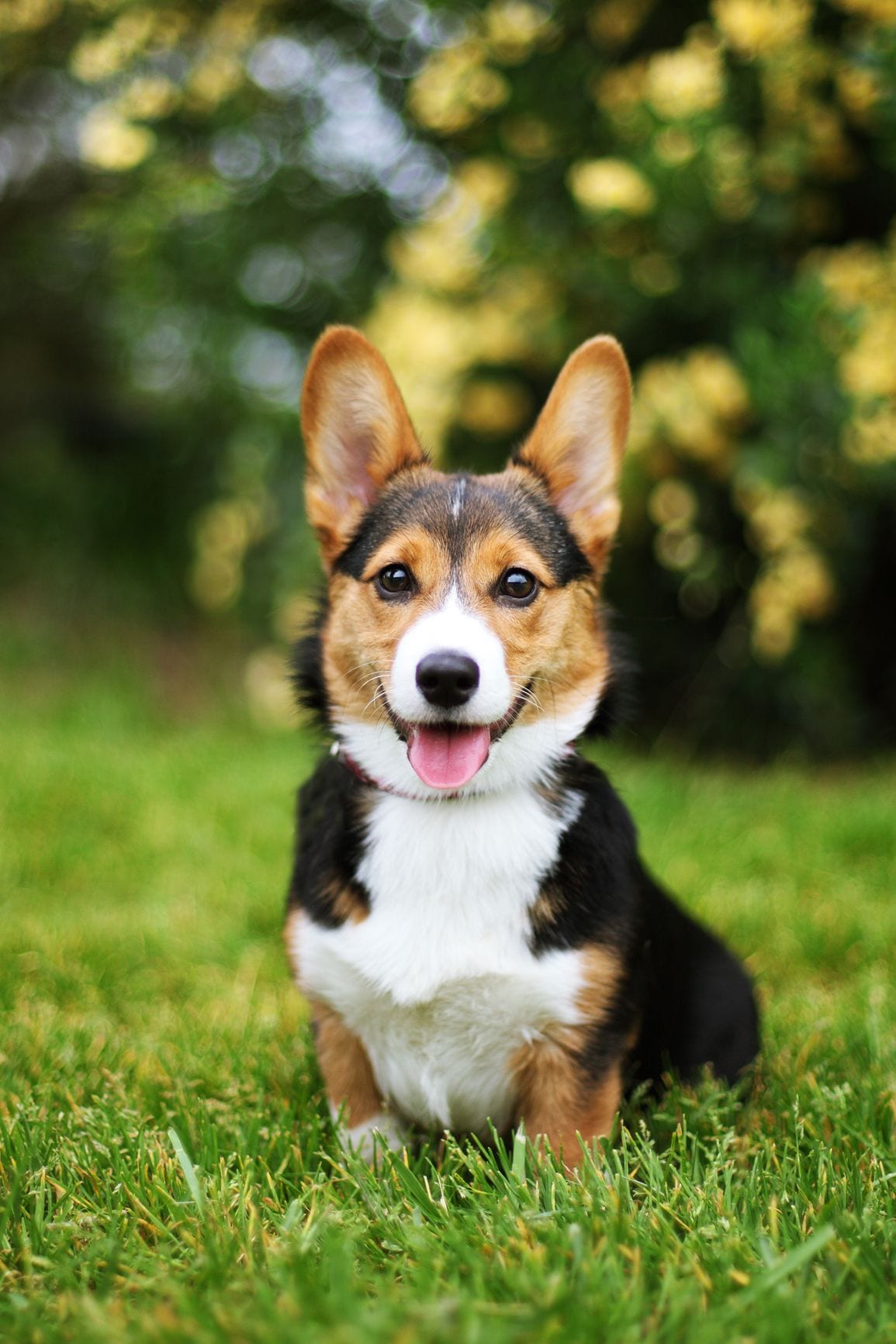 30 Of The Cutest Dogs To Brighten Up Your Day