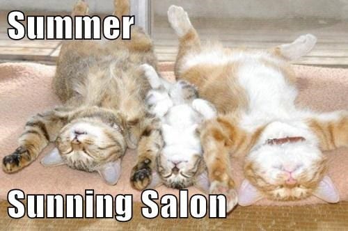 20 Cute Summer Cat Pictures To Share With Friends