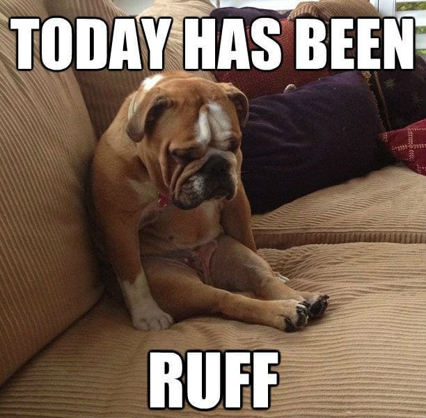 15 Extremely Funny Pet Memes To Improve Your Day