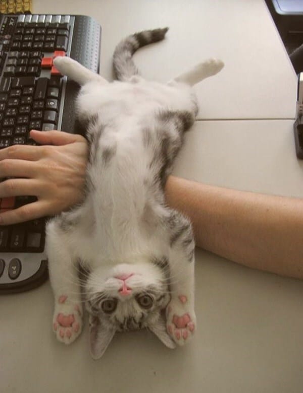 25 Cute And Funny Cat Pictures For Cat Parents