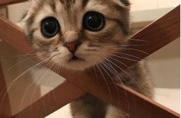 25 Cute And Funny Cat Pictures For Cat Parents