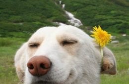 20 Of The Cutest Dog Pictures You Absolutely Must See