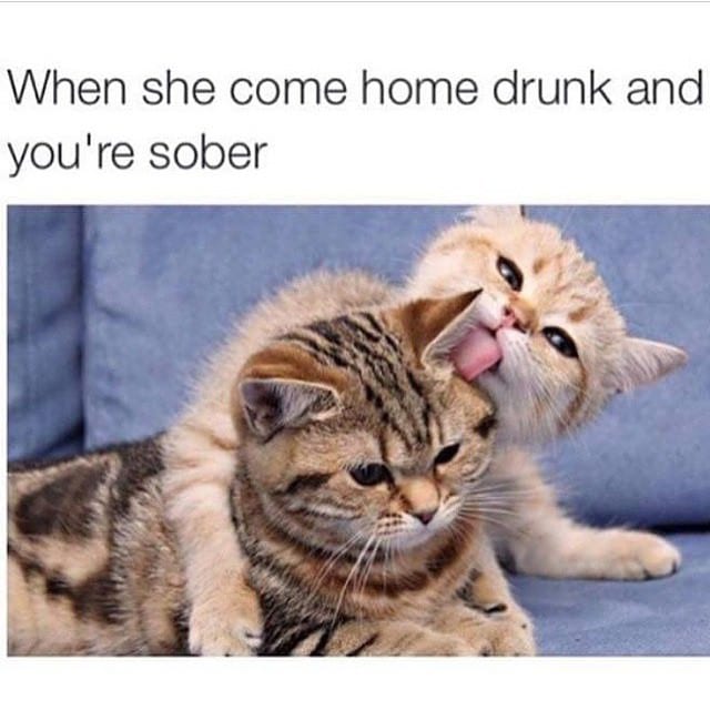 30 Great Cat Memes For All The Cat Lovers Out There 