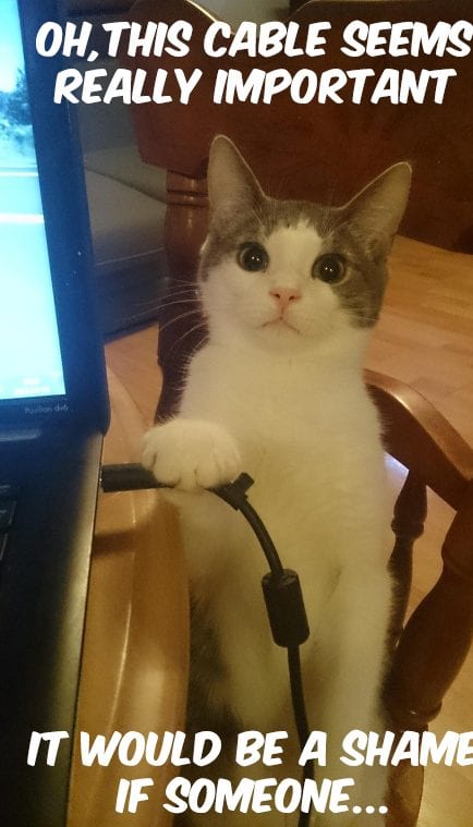 30 Hilarious Cat Memes That Every Cat Lover Needs To See