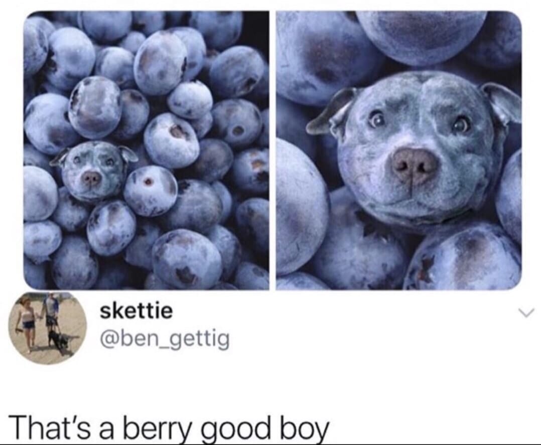 30 Amazing Memes About Pets And Animals 