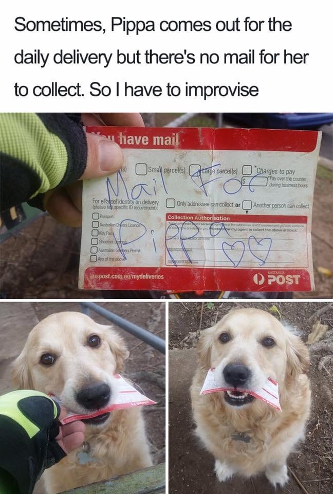 30 Extremely Cute Dog Memes To Start Your Day With