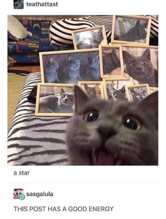 30 Great Cat Memes For All The Cat Lovers Out There 