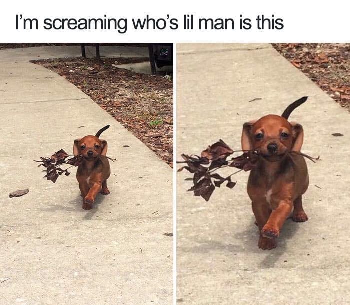 30 Extremely Cute Dog Memes To Start Your Day With