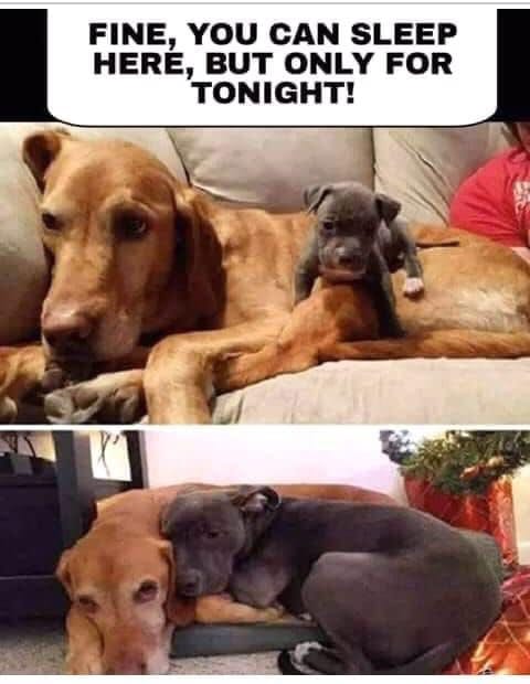 30 Adorable Dog Memes To Laugh At 