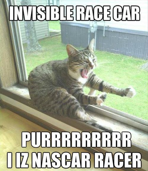 30 Hysterical Cat Memes You Must See 