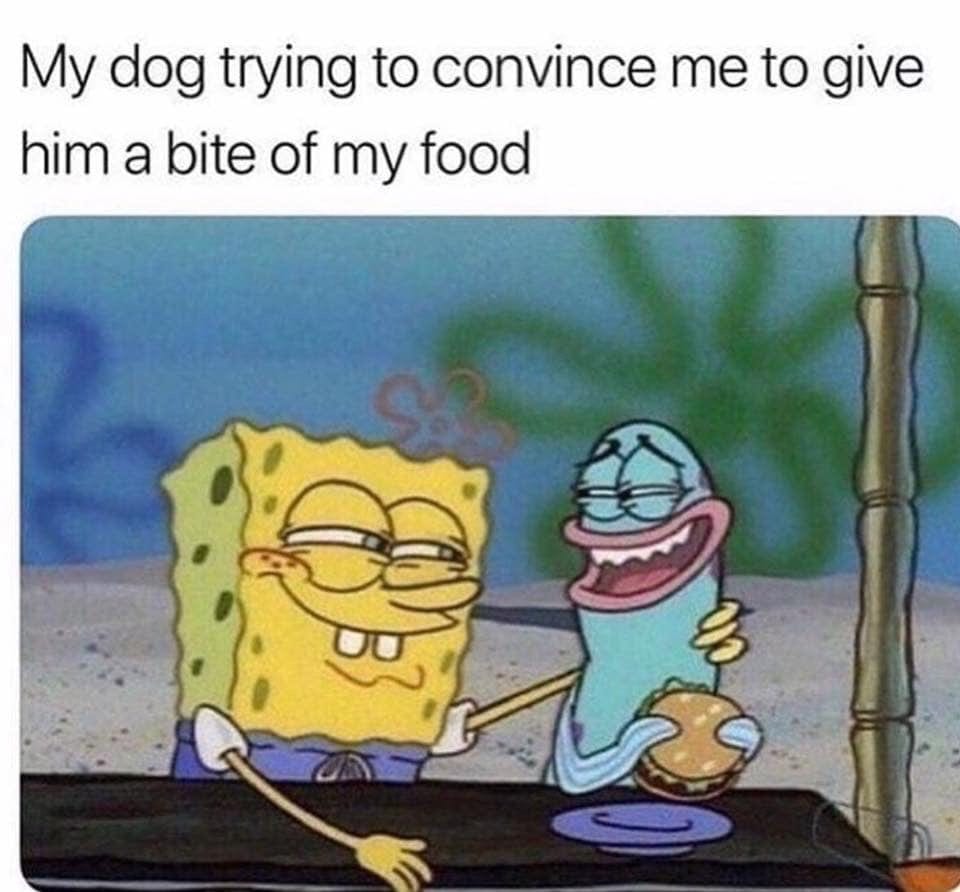 30 Adorable Dog Memes To Laugh At 