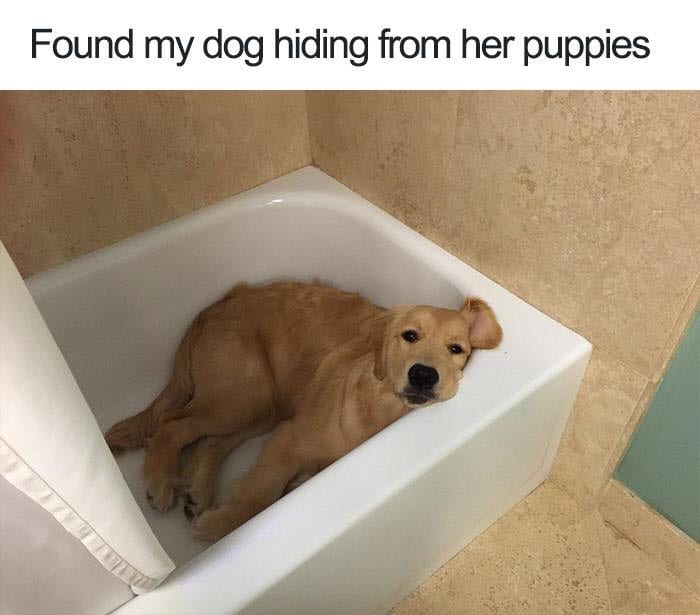 30 Extremely Cute Dog Memes To Start Your Day With