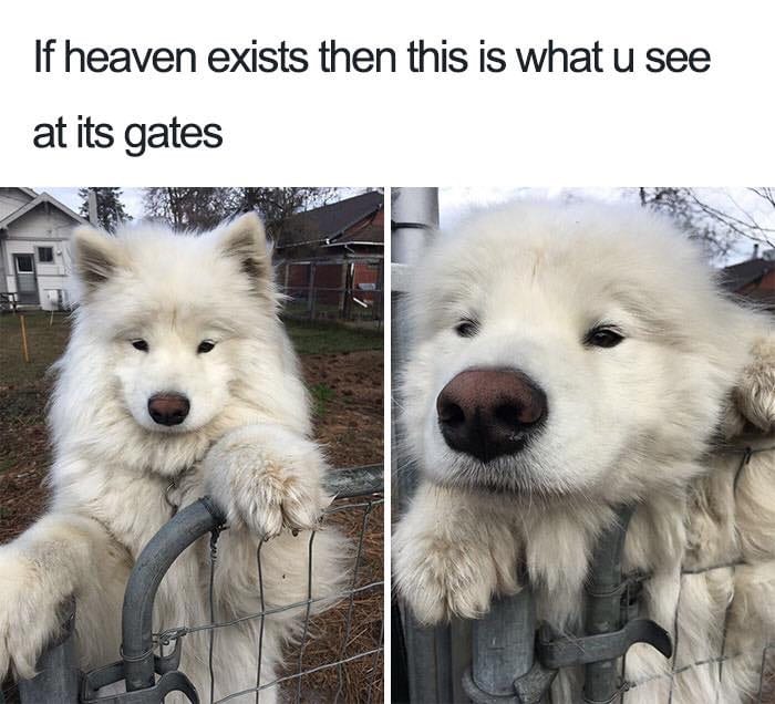 30 Extremely Cute Dog Memes To Start Your Day With